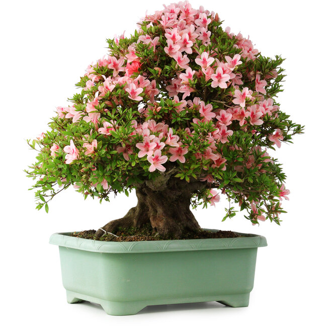 Rhododendron indicum Nyohozan, 63 cm, ± 30 Jahre alt, mit einem Nebari von 25 cm