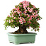 Rhododendron indicum Nyohozan, 63 cm, ± 30 jaar oud, met een nebari van 25 cm