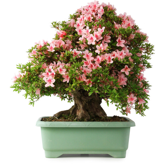 Rhododendron indicum Nyohozan, 63 cm, ± 30 ans, avec un nebari de 25 cm