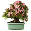 Rhododendron indicum Nyohozan, 63 cm, ± 30 Jahre alt, mit einem Nebari von 25 cm