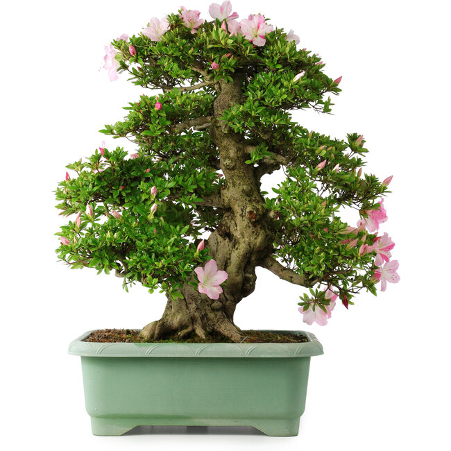 Rhododendron indicum Juko, 67 cm, ± 30 años, con un nebari de 18 cm