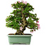 Rhododendron indicum Juko, 67 cm, ± 30 jaar oud, met een nebari van 18 cm