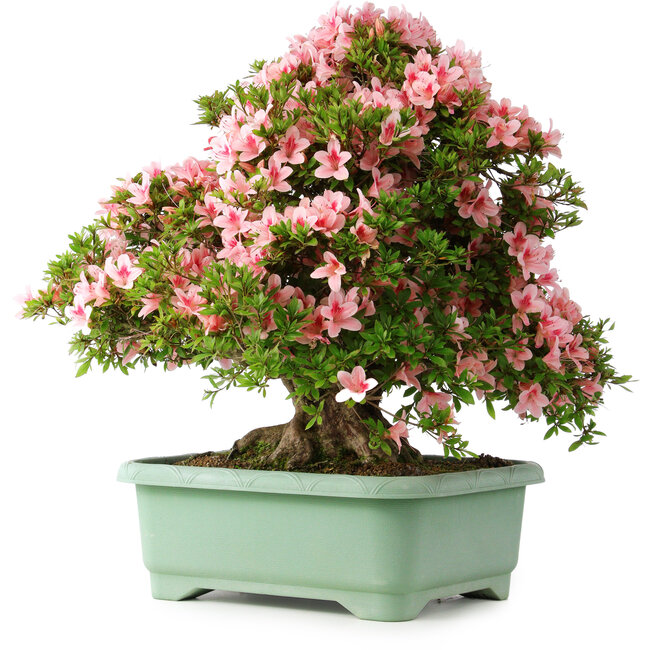 Rhododendron indicum Nyohozan, 63 cm, ± 30 years old, with a nebari of 25 cm