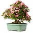 Rhododendron indicum Nyohozan, 63 cm, ± 30 jaar oud, met een nebari van 25 cm
