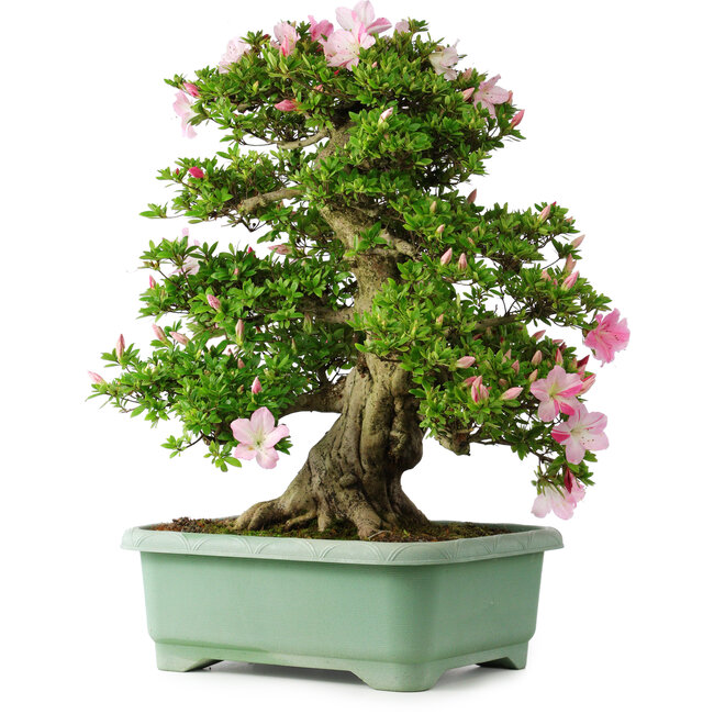 Rhododendron indicum Juko, 67 cm, ± 30 ans, avec un nebari de 18 cm