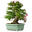 Rhododendron indicum Juko, 67 cm, ± 30 Jahre alt, mit einem Nebari von 18 cm