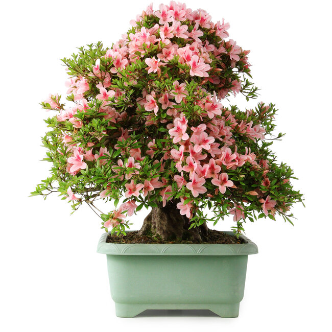 Rhododendron indicum Nyohozan, 63 cm, ± 30 ans, avec un nebari de 25 cm