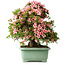 Rhododendron indicum Nyohozan, 63 cm, ± 30 jaar oud, met een nebari van 25 cm
