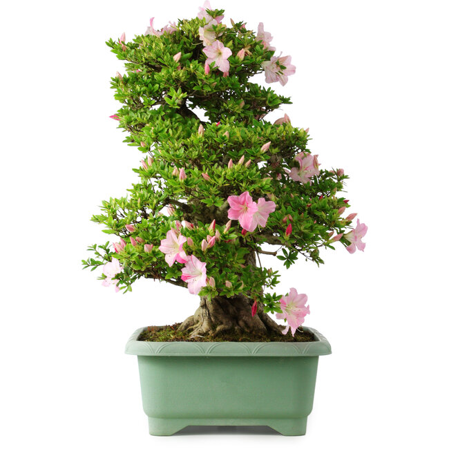 Rhododendron indicum Juko, 67 cm, ± 30 Jahre alt, mit einem Nebari von 18 cm