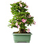Rhododendron indicum Juko, 67 cm, ± 30 años, con un nebari de 18 cm