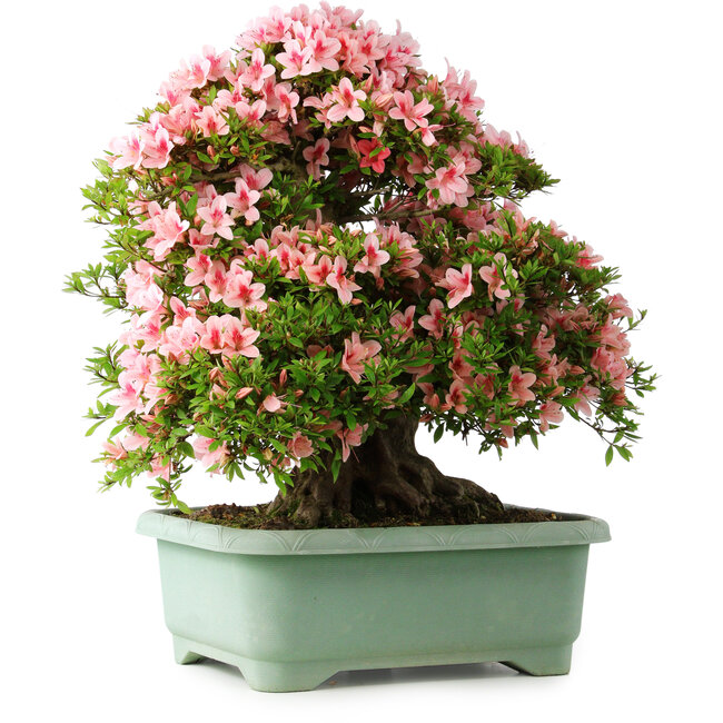 Rhododendron indicum Nyohozan, 63 cm, ± 30 years old, with a nebari of 25 cm