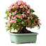 Rhododendron indicum Nyohozan, 63 cm, ± 30 Jahre alt, mit einem Nebari von 25 cm