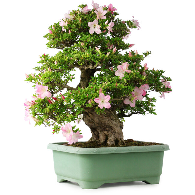 Rhododendron indicum Juko, 67 cm, ± 30 Jahre alt, mit einem Nebari von 18 cm