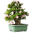 Rhododendron indicum Juko, 67 cm, ± 30 años, con un nebari de 18 cm