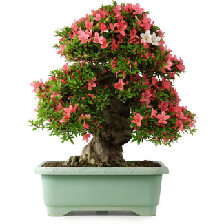 Rhododendron indicum Shin Nikko, 62 cm, ± 30 jaar oud
