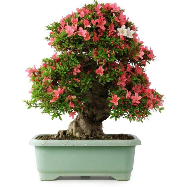 Rhododendron indicum Shin Nikko, 62 cm, ± 30 jaar oud, met een nebari van 16,5 cm