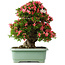 Rhododendron indicum Shin Nikko, 62 cm, ± 30 Jahre alt, mit einem Nebari von 16,5 cm