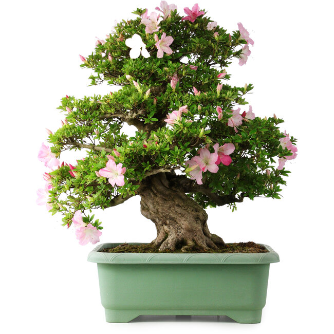 Rhododendron indicum Juko, 67 cm, ± 30 years old, with a nebari of 18 cm