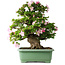 Rhododendron indicum Juko, 67 cm, ± 30 Jahre alt, mit einem Nebari von 18 cm
