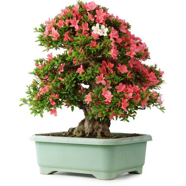 Rhododendron indicum Shin Nikko, 62 cm, ± 30 Jahre alt, mit einem Nebari von 16,5 cm