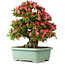 Rhododendron indicum Shin Nikko, 62 cm, ± 30 jaar oud, met een nebari van 16,5 cm