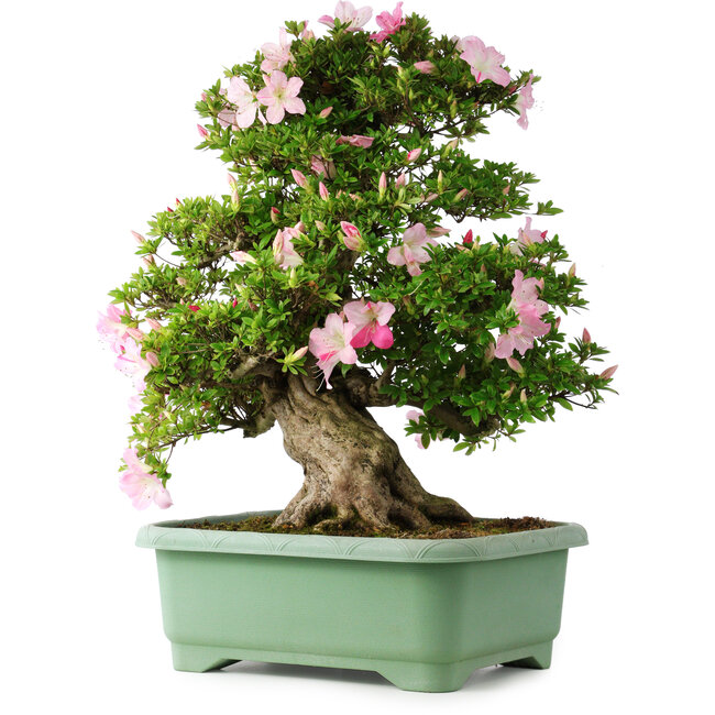 Rhododendron indicum Juko, 67 cm, ± 30 Jahre alt, mit einem Nebari von 18 cm