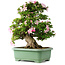 Rhododendron indicum Juko, 67 cm, ± 30 Jahre alt, mit einem Nebari von 18 cm