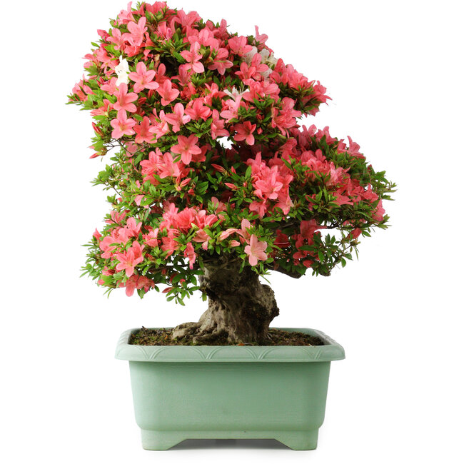 Rhododendron indicum Shin Nikko, 62 cm, ± 30 anni, con un nebari di 16,5 cm