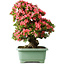 Rhododendron indicum Shin Nikko, 62 cm, ± 30 Jahre alt, mit einem Nebari von 16,5 cm