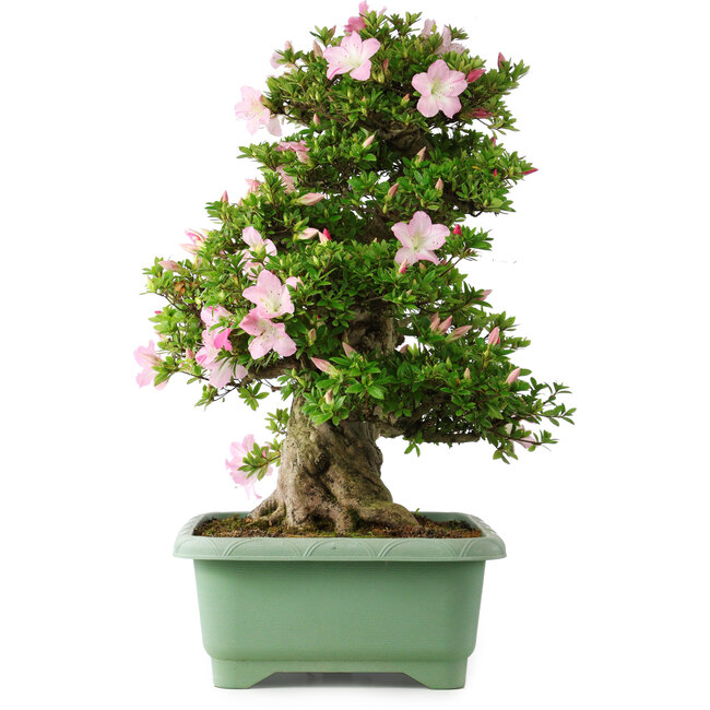 Rhododendron indicum Juko, 67 cm, ± 30 years old, with a nebari of 18 cm