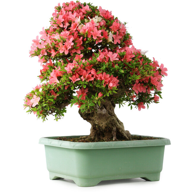 Rhododendron indicum Shin Nikko, 62 cm, ± 30 Jahre alt, mit einem Nebari von 16,5 cm