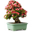 Rhododendron indicum Shin Nikko, 62 cm, ± 30 jaar oud, met een nebari van 16,5 cm