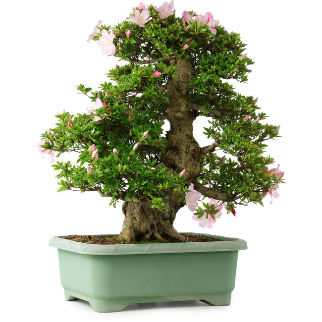 Rhododendron indicum Juko, 67 cm, ± 30 Jahre alt, mit einem Nebari von 18 cm