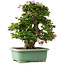 Rhododendron indicum Juko, 67 cm, ± 30 jaar oud, met een nebari van 18 cm