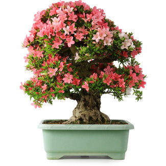 Rhododendron indicum Shin Nikko, 65 cm, ± 30 jaar oud