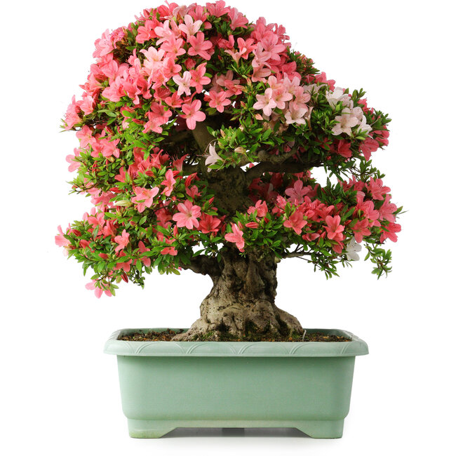 Rhododendron indicum Shin Nikko, 65 cm, ± 30 jaar oud, met een nebari van 20 cm