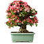 Rhododendron indicum Shin Nikko, 65 cm, ± 30 jaar oud, met een nebari van 20 cm