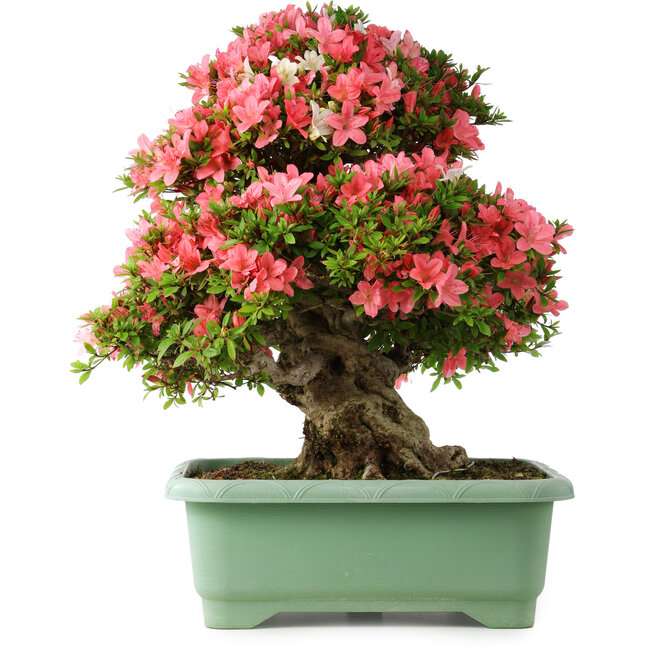 Rhododendron indicum Shin Nikko, 62 cm, ± 30 ans, avec un nebari de 16,5 cm