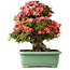 Rhododendron indicum Shin Nikko, 62 cm, ± 30 jaar oud, met een nebari van 16,5 cm