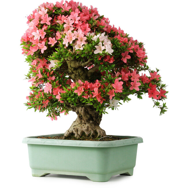 Rhododendron indicum Shin Nikko, 65 cm, ± 30 Jahre alt, mit einem Nebari von 20 cm