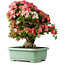 Rhododendron indicum Shin Nikko, 65 cm, ± 30 jaar oud, met een nebari van 20 cm