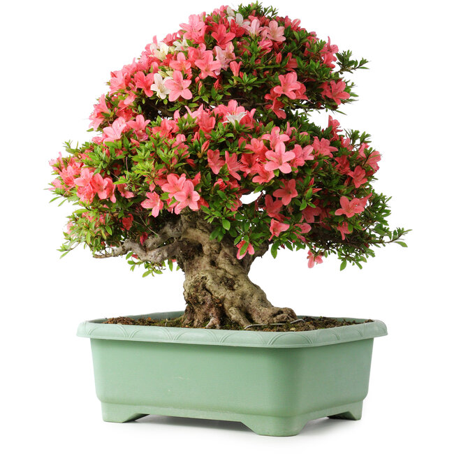 Rhododendron indicum Shin Nikko, 62 cm, ± 30 jaar oud, met een nebari van 16,5 cm