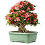 Rhododendron indicum Shin Nikko, 62 cm, ± 30 Jahre alt, mit einem Nebari von 16,5 cm