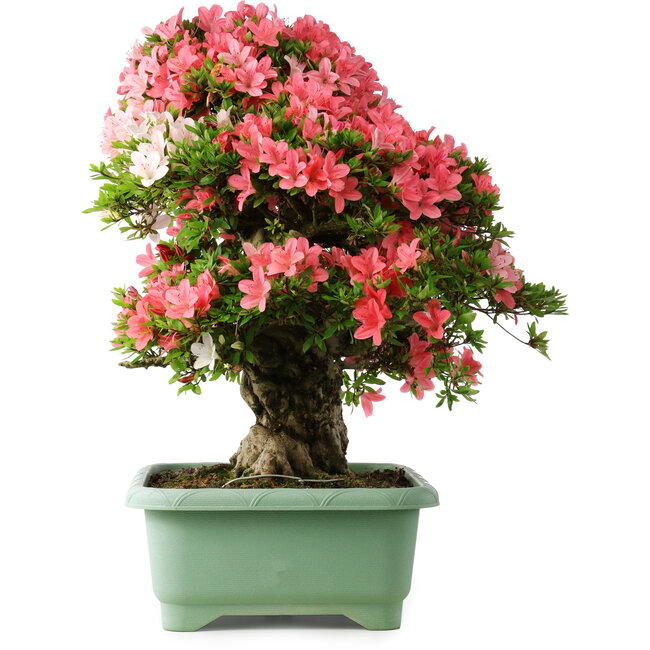 Rhododendron indicum Shin Nikko, 65 cm, ± 30 anni, con un nebari di 20 cm