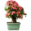 Rhododendron indicum Shin Nikko, 65 cm, ± 30 jaar oud, met een nebari van 20 cm