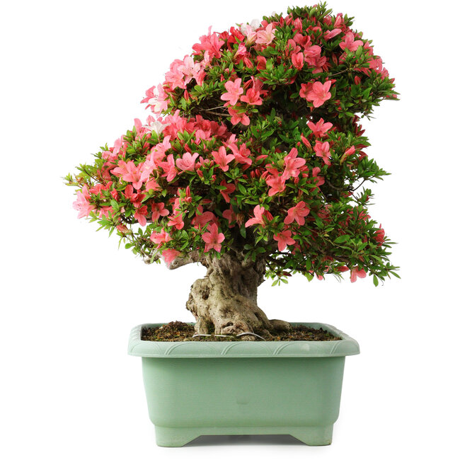 Rhododendron indicum Shin Nikko, 62 cm, ± 30 anni, con un nebari di 16,5 cm