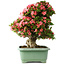 Rhododendron indicum Shin Nikko, 62 cm, ± 30 jaar oud, met een nebari van 16,5 cm