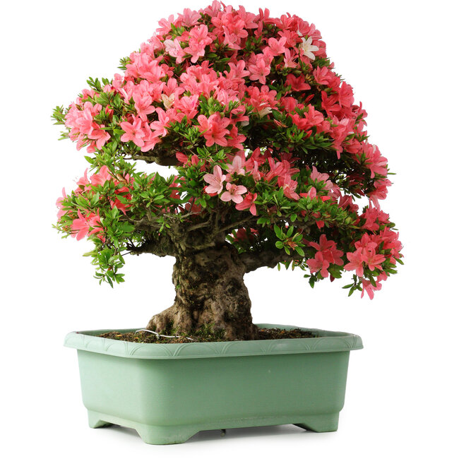 Rhododendron indicum Shin Nikko, 65 cm, ± 30 anni, con un nebari di 20 cm