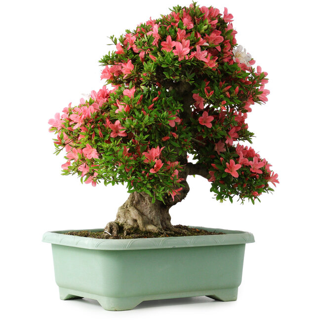 Rhododendron indicum Shin Nikko, 62 cm, ± 30 Jahre alt, mit einem Nebari von 16,5 cm