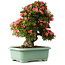 Rhododendron indicum Shin Nikko, 62 cm, ± 30 jaar oud, met een nebari van 16,5 cm
